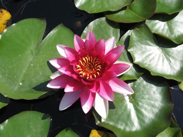 ��������� ������������ ���. ����