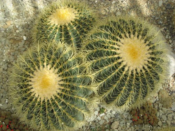 ��������� ������������ ���. ����