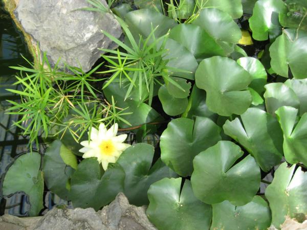 ��������� ������������ ���. ����